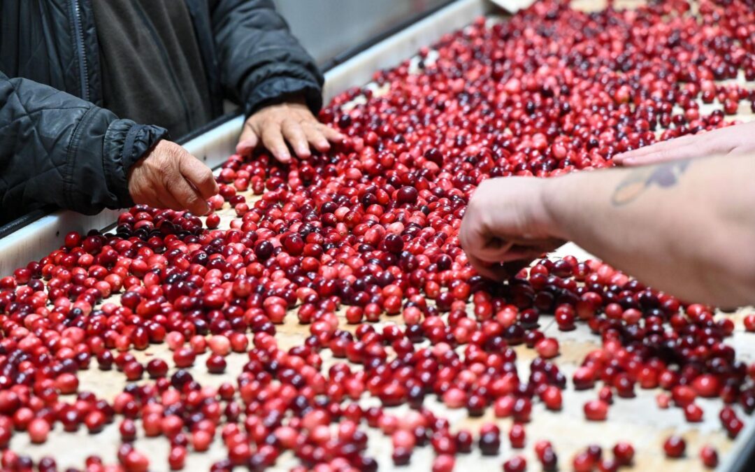 Experience Fall in Tomah, Wisconsin: Cranberries, Festivals, Fall Colors and More