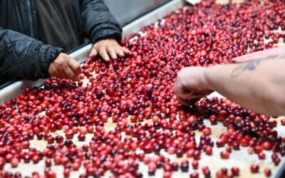 Experience Fall in Tomah, Wisconsin: Cranberries, Festivals, Fall Colors and More